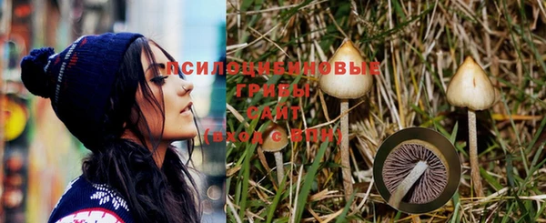 прущие грибы Алексеевка